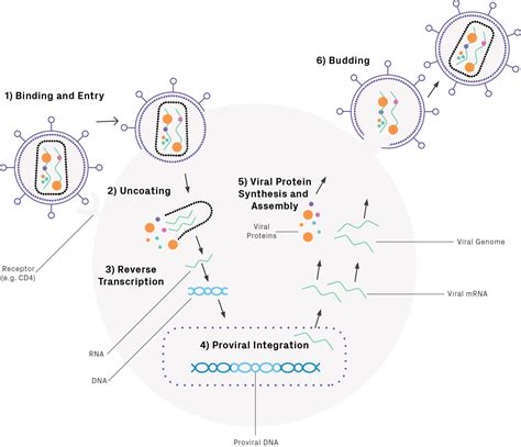 lentivirus production systems.